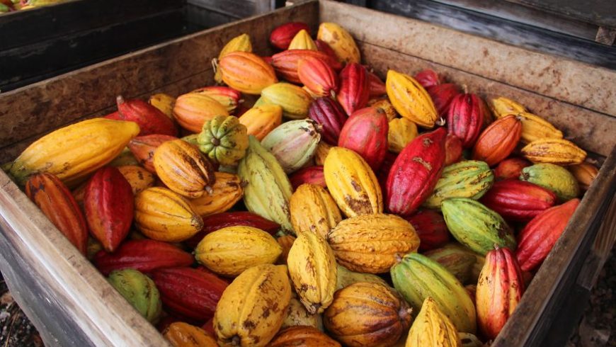 How the chocolate is made from bean to bar