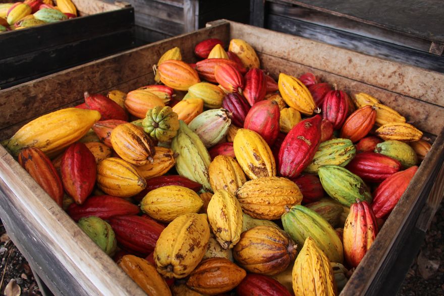 How the chocolate is made from bean to bar