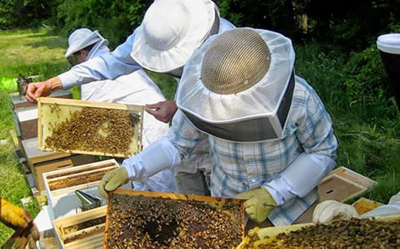 Σεμινάριο Μελισσοκομίας από τον Γεωργικό Οργανισμό «Δήμητρα» στη Λευκάδα