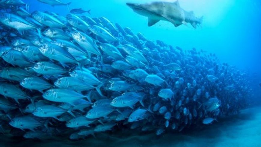 «Κατάληψη» στην άγρια ζωή των ωκεανών