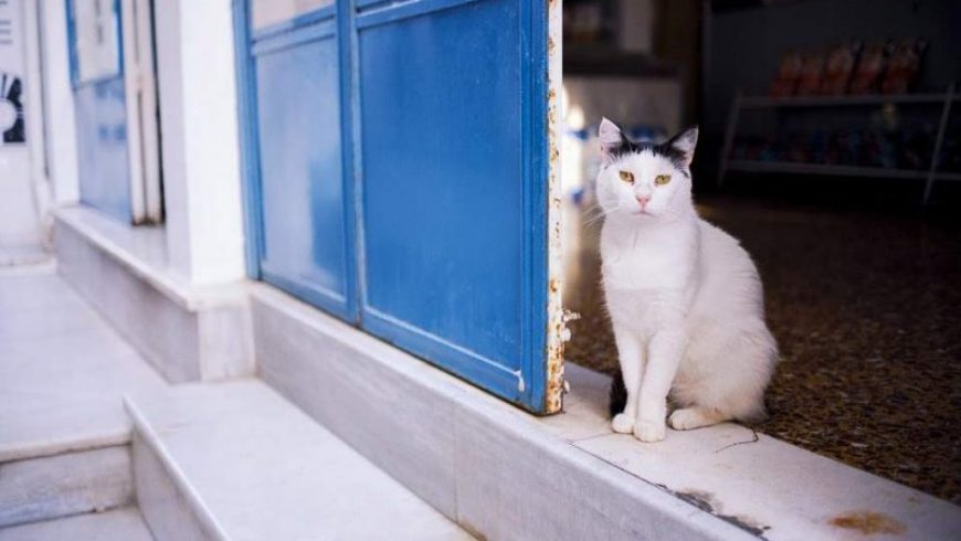 Time: Πώς να πληρώνεσαι για να παίζεις με 55 γάτες σε πανέμορφο ελληνικό νησί