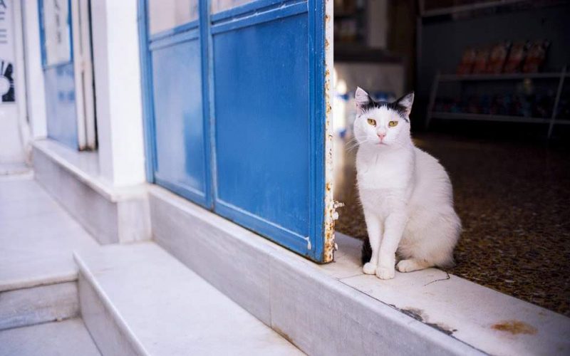 Time: Πώς να πληρώνεσαι για να παίζεις με 55 γάτες σε πανέμορφο ελληνικό νησί
