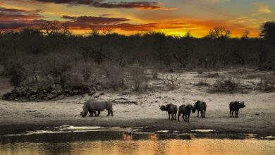 WWF: Ο πλανήτης μας έχασε το 60% του πληθυσμού των άγριων ζώων σε διάστημα σαράντα ετών