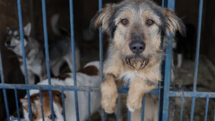 Απόφαση σταθμός στην Καλιφόρνια – Μόνο ζώα από καταφύγια θα πωλούνται στα pet shops