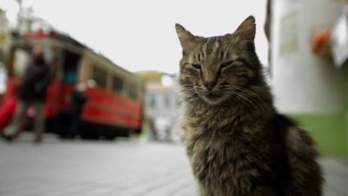 «Οι γάτες της Κωνσταντινούπολης» από την Κινηματογραφική Λέσχη Πρέβεζας