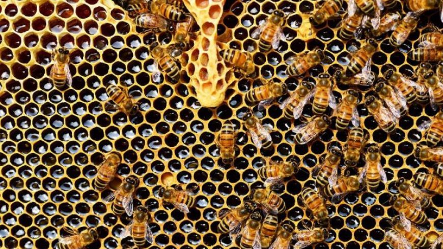 Οι μέλισσες ξέρουν να κάνουν πρόσθεση και αφαίρεση ισχυρίζονται επιστήμονες