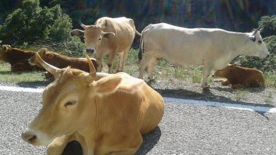 Δήμος Λευκάδας: Πρόσκληση ενδιαφέροντος για τα ανεπιτήρητα ζώα