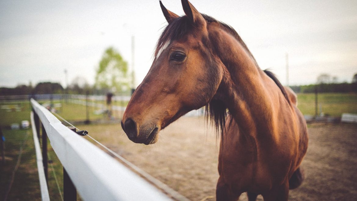 Ημερίδα στην Πρέβεζα: Το άλογο «σύντροφος, αθλητής, θεραπευτής»