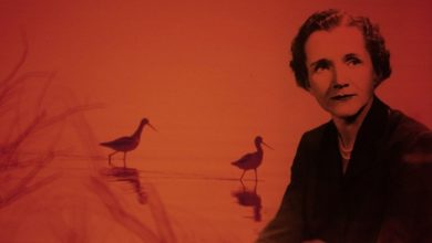 Rachel Carson’s Bittersweet Farewell to the World: Timeless Advice to the Next Generations from the Woman Who Catalyzed the Environmental Movement