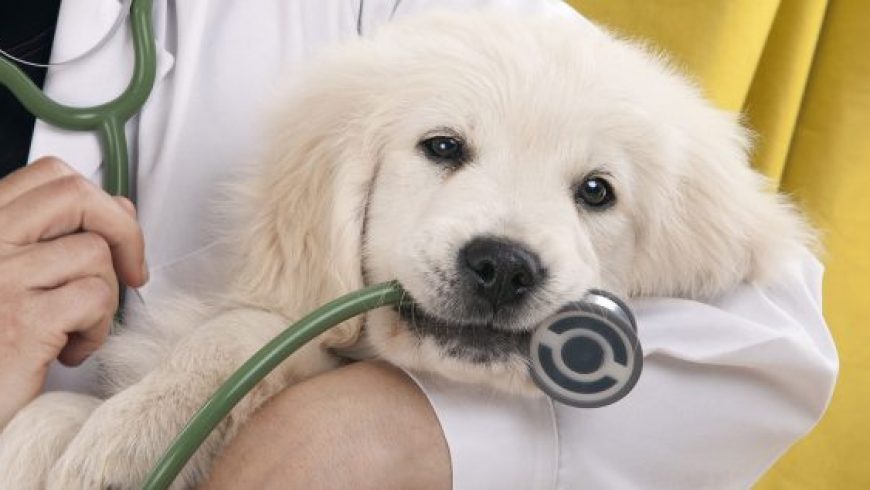 Πρόσκληση ενδιαφέροντος για ιδιώτη κτηνίατρο από το Δημοτικό Κτηνιατρείο Λευκάδας