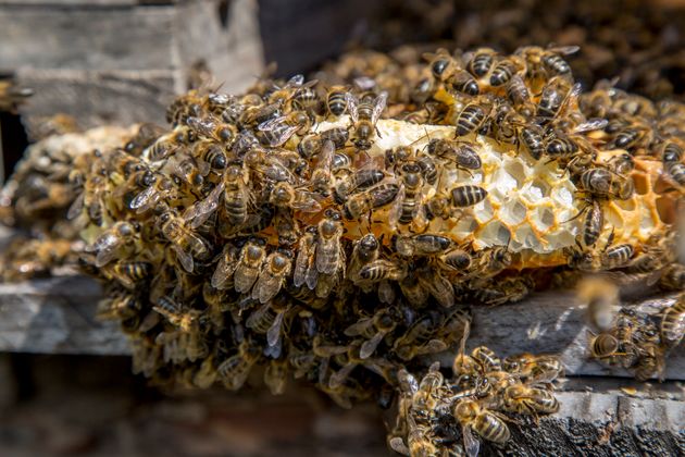 Plan Bee: Πώς η Ευρωπαϊκή Ένωση θα επιχειρήσει να σώσει τις μέλισσες
