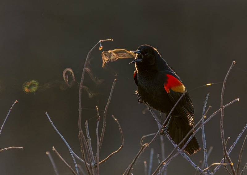Birds hunt, hide, and blow impressive smoke rings in a selection of images from the 2019 Audubon Photography Awards