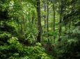 Η Ιρλανδία θα φυτέψει 440 εκατ. δένδρα έως το 2040 για την καταπολέμηση της κλιματικής αλλαγής