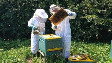 10 τρόποι για να προστατεύσουμε τις μέλισσες