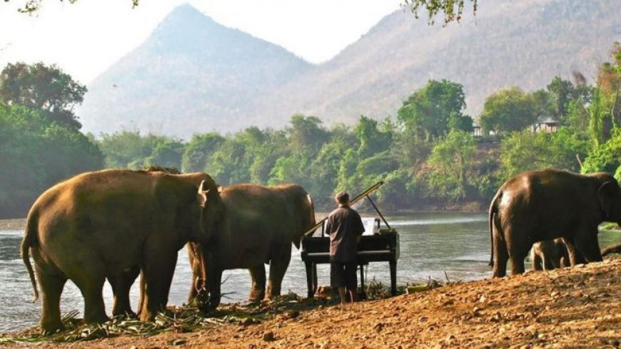 Ο μουσικός που παίζει μουσική στους ελέφαντες