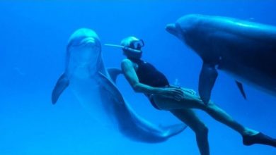 CineDoc Island: Το ντοκιμαντέρ «Dolphin Man» στην Κινηματογραφική Λέσχη του Ορφέα