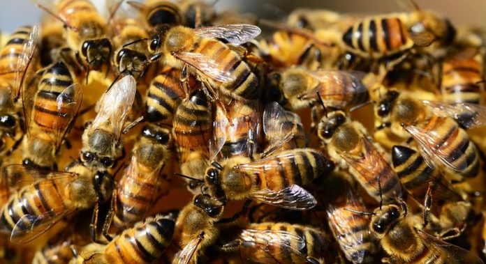 Πόσο θα επηρεαζόταν η τροφική αλυσίδα εάν εξαφανίζονταν οι μέλισσες;