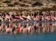 The season of flamingos