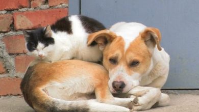 Δήμος Λευκάδας: Φροντίδα του Δήμου για τα αδέσποτα ζώα συντροφιάς