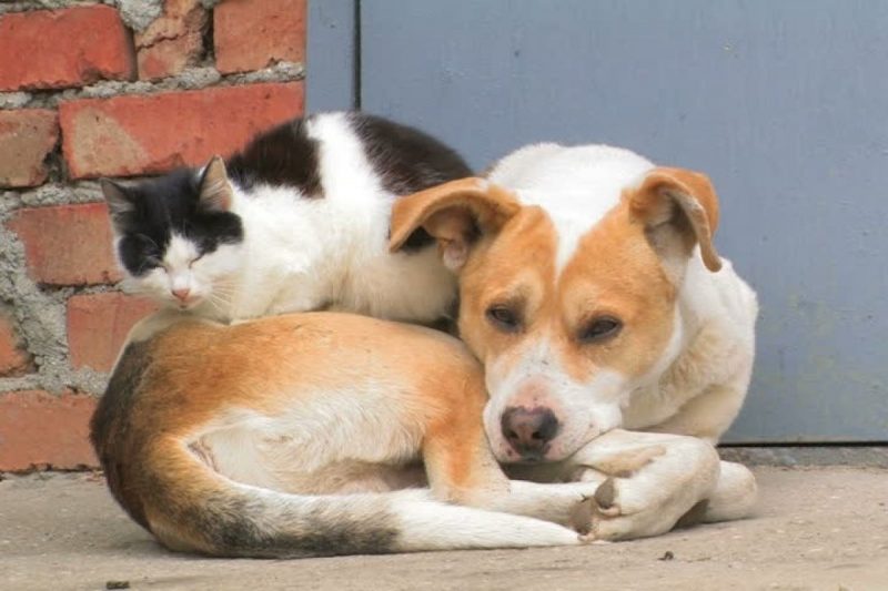 Δήμος Λευκάδας: Φροντίδα του Δήμου για τα αδέσποτα ζώα συντροφιάς