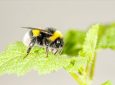 Ελληνίδα ερευνήτρια ανακάλυψε τυχαία ότι μέλισσες τρυπούν φυτά για να ανθίζουν πιο γρήγορα