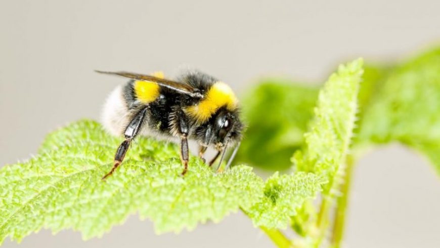 Ελληνίδα ερευνήτρια ανακάλυψε τυχαία ότι μέλισσες τρυπούν φυτά για να ανθίζουν πιο γρήγορα