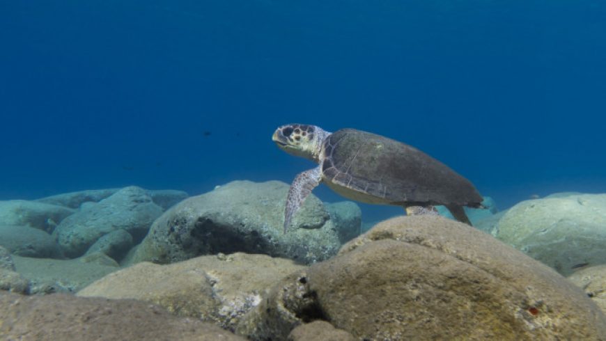 Θαλάσσιες χελώνες, τα «θύματα» της ρίψης πλαστικών στη Μεσόγειο