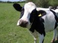 Ελέγχθηκαν και εμβολιάστηκαν από την Π.Ε. Λευκάδας τα ανεπιτήρητα βοοειδή που περισυλλέχθηκαν από τον Δήμο