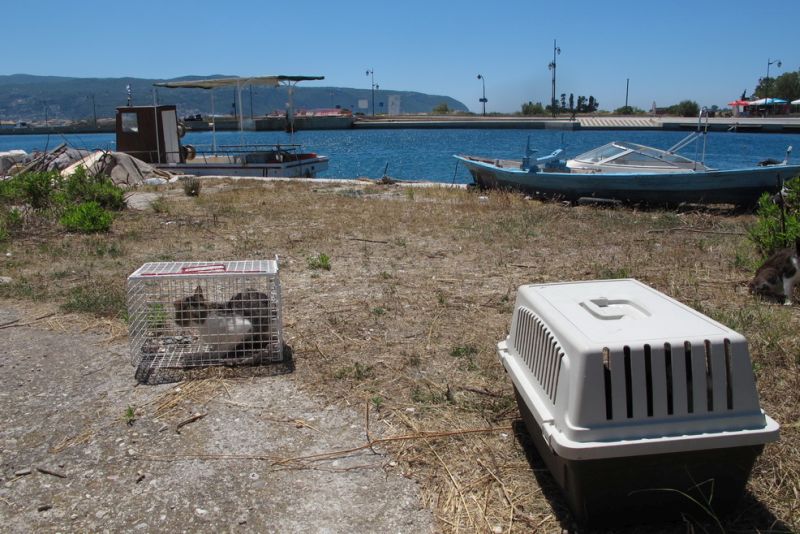 Δήμος Λευκάδας: Ολοκληρώθηκαν οι στειρώσεις αδέσποτων ζώων και ζώων ιδιοκτητών ευπαθών κοινωνικών ομάδων