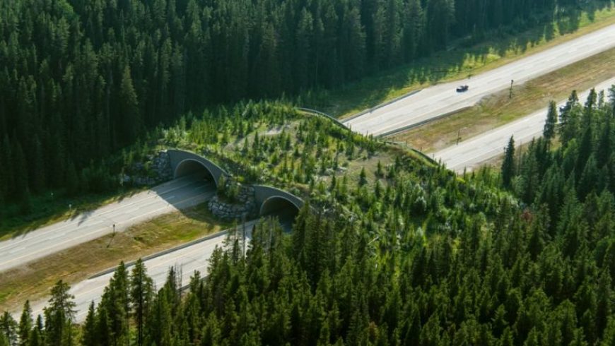 Σουηδία: Γέφυρες άγριας ζωής στους αυτοκινητοδρόμους