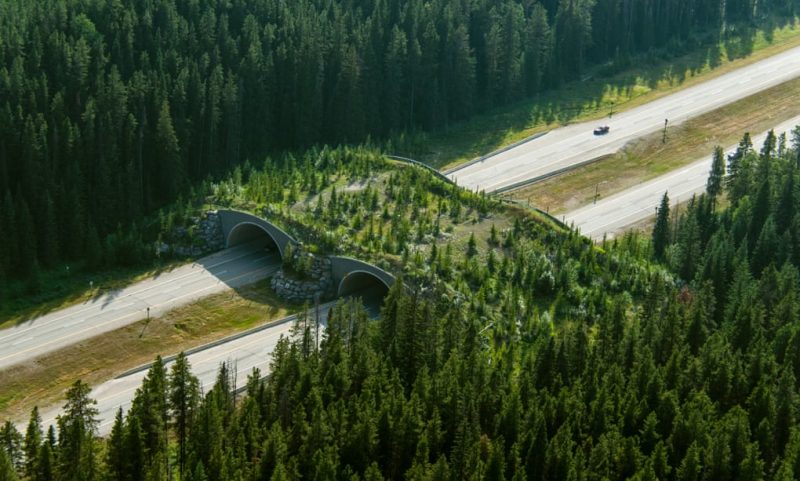 Σουηδία: Γέφυρες άγριας ζωής στους αυτοκινητοδρόμους