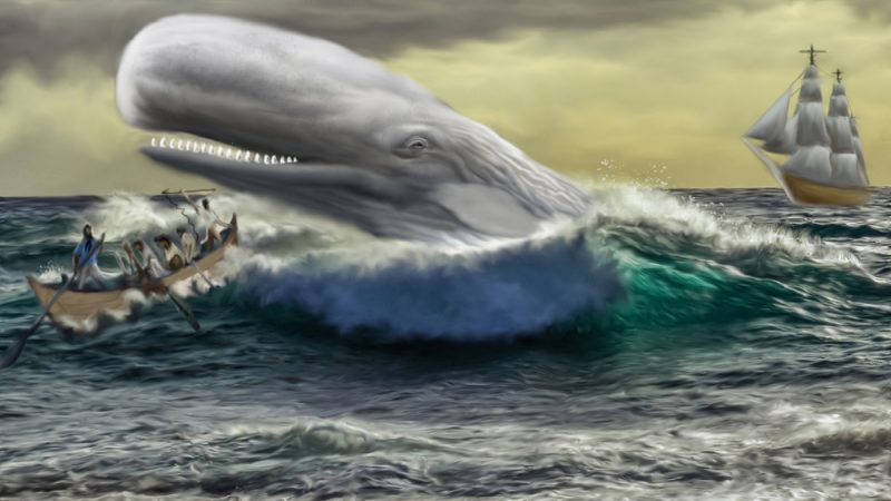 Οι φάλαινες ανέπτυξαν κοινωνικά δίκτυα αποφυγής των φαλαινοθήρων