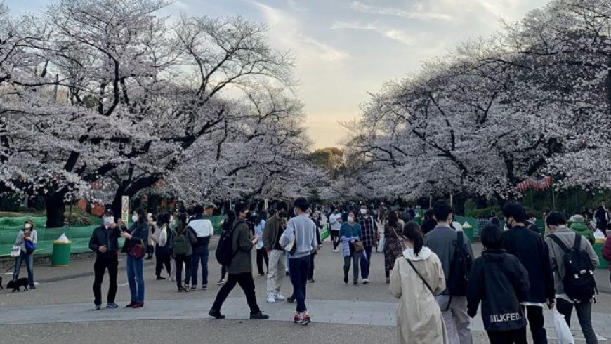 Άνοιξη στο Τόκιο: Κερασιές, άνθρωποι και ο Λευκάδιος Χερν