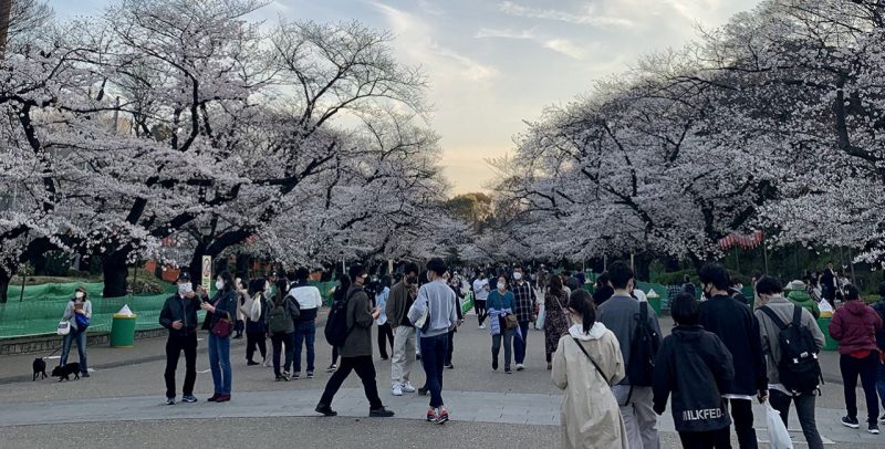 Άνοιξη στο Τόκιο: Κερασιές, άνθρωποι και ο Λευκάδιος Χερν