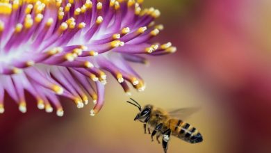 Ολλανδία: Επιστήμονες εκπαιδεύουν μέλισσες να ανιχνεύουν τον κορωνοϊό