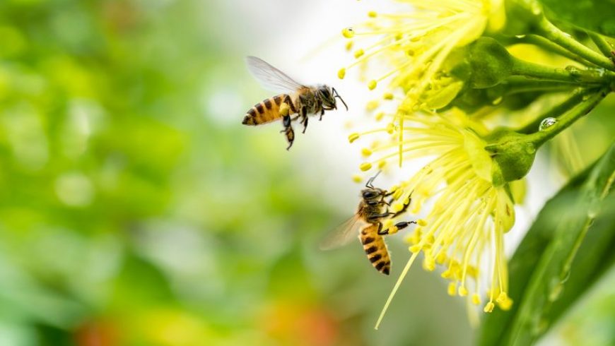 Τα φυτοφάρμακα «συνεργάζονται» στην εξόντωση των μελισσών