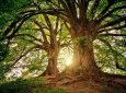 «Καμπανάκι» από επιστήμονες: Σχεδόν το ένα στα τρία είδη δέντρων κινδυνεύουν με εξαφάνιση