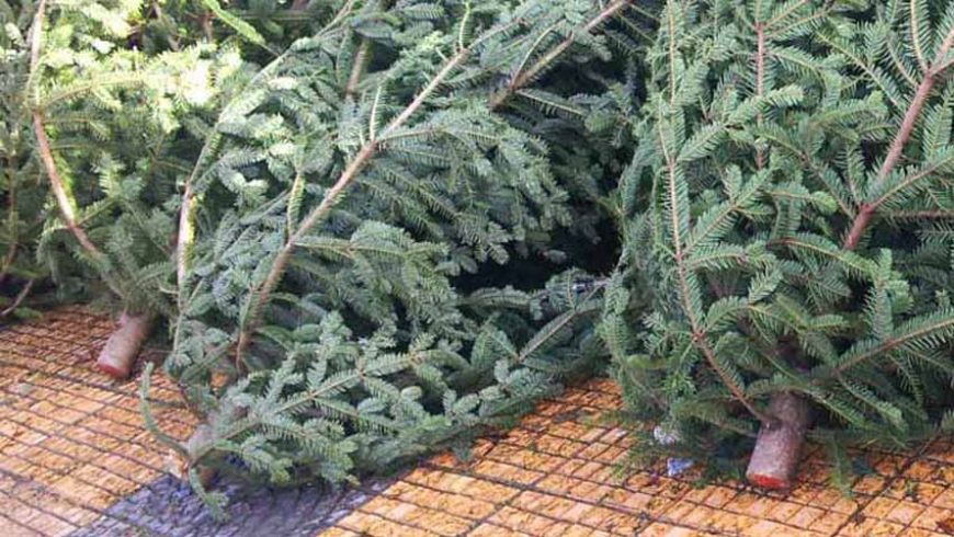 Αποκομιδή χριστουγεννιάτικων δέντρων από τον Δήμο Λευκάδας