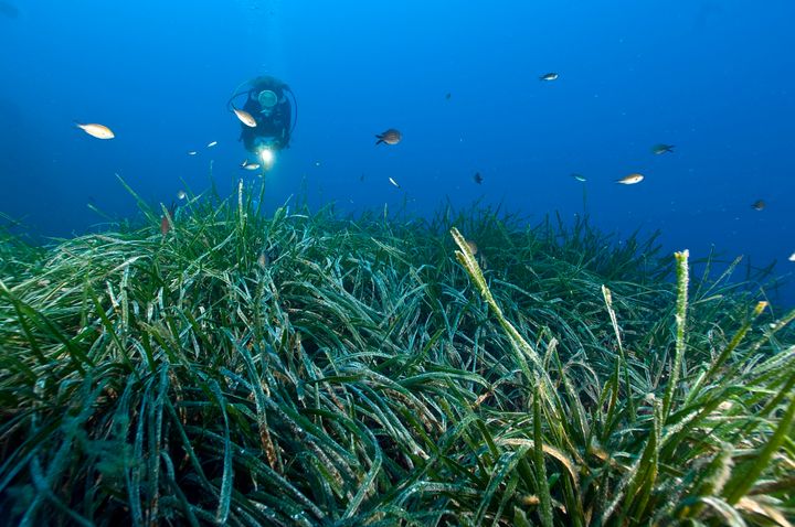 Σοβαρός κίνδυνος για τα «φύκια» της Μεσογείου από τα χημικά των αντηλιακών