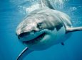 «Θα χρειαστούμε μεγαλύτερη βάρκα»: Οι μεγα-καρχαρίες είναι εδώ