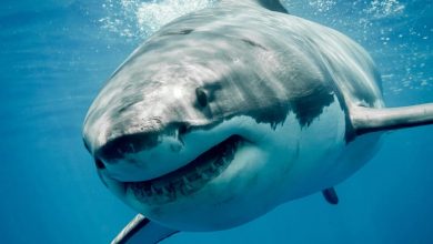 «Θα χρειαστούμε μεγαλύτερη βάρκα»: Οι μεγα-καρχαρίες είναι εδώ