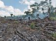 Σε επίπεδα ρεκόρ η αποψίλωση του Αμαζονίου
