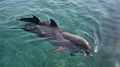 Τα είδη δελφινιών στην Ελλάδα και οι κίνδυνοι που αντιμετωπίζουν (video)