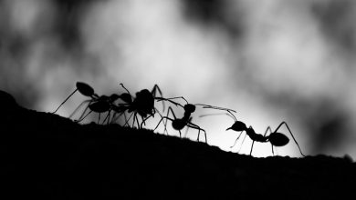 Πόσα μυρμήγκια υπάρχουν στη Γη;