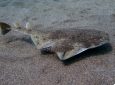 Οδηγός αναγνώρισης καρχαριών και βάτων του Εθνικού Πάρκου Υγροτόπων Αμβρακικού Κόλπου