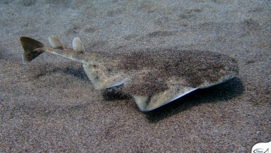 Οδηγός αναγνώρισης καρχαριών και βάτων του Εθνικού Πάρκου Υγροτόπων Αμβρακικού Κόλπου