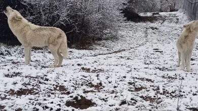 Βίντεο του Αρκτούρου με τα ουρλιαχτά τριών λύκων στη Φλώρινα