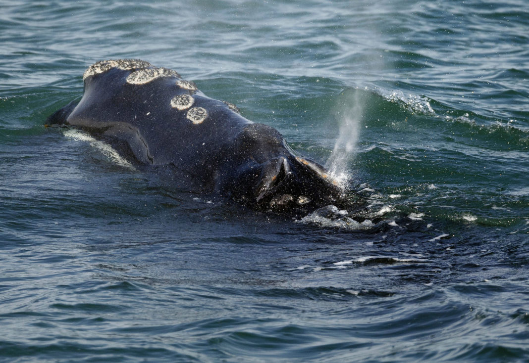 Οι φάλαινες στον «κύκλο του άνθρακα» – Έρευνα για τον αντίκτυπο της κλιματικής αλλαγής