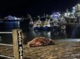 Θαλάσσιος ίππος «ξεκουράζεται» σε λιμάνι της Αγγλίας- Τροποποιήθηκε ο εορτασμός της Πρωτοχρονιάς για να μην τρομάξει