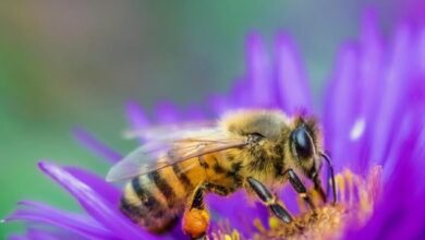 «Σώστε τις μέλισσες και τους αγρότες!»: Ένα εκατομμύριο υπογραφές στην Ευρωπαϊκή Πρωτοβουλία Πολιτών